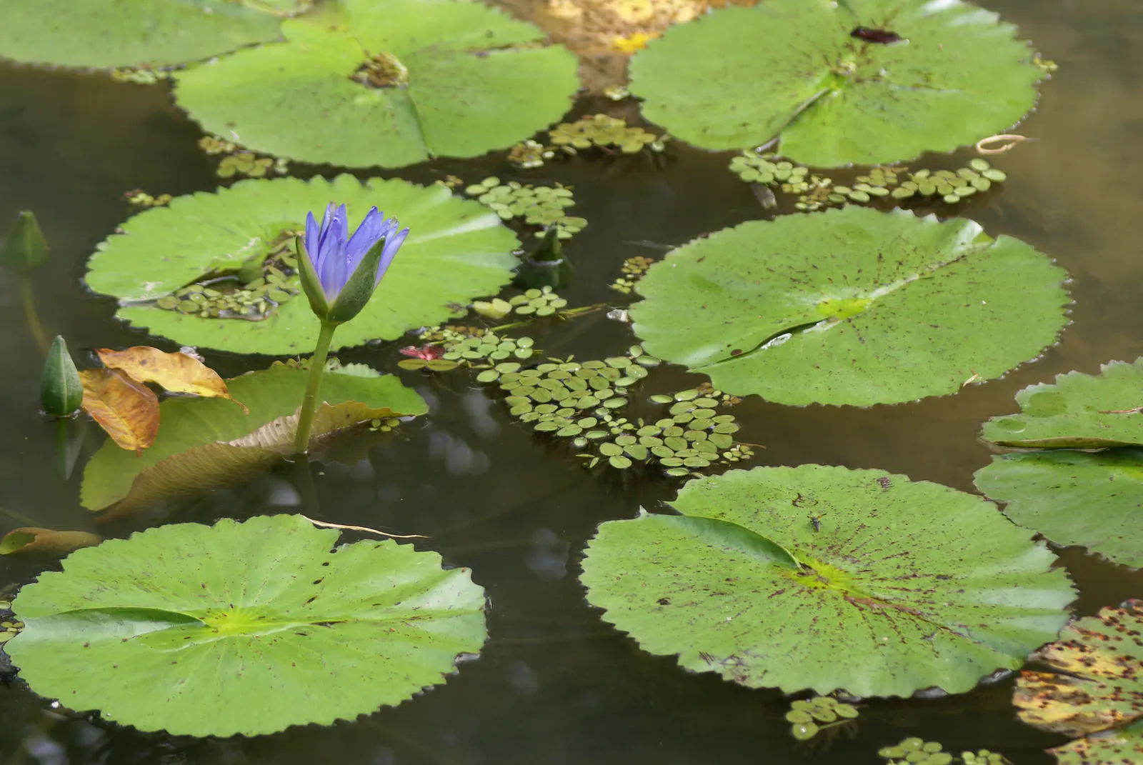 Jardim Botânico - photo 13