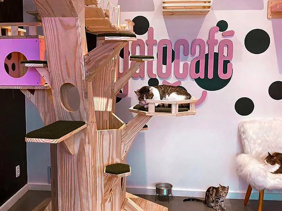 Gato Café — foto 4