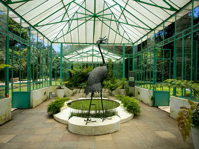 Lago com vitórias-régias no Jardim Botânico