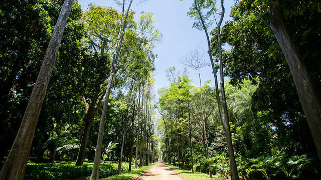 Trilha Guiada na Floresta da Tijuca