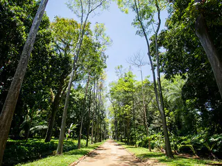 Trilha Guiada na Floresta da Tijuca