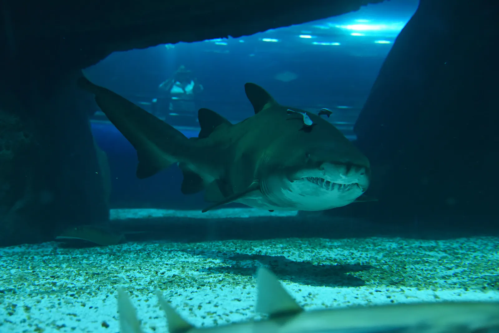 Aquarium des Flusses (AquaRio) — Foto 2