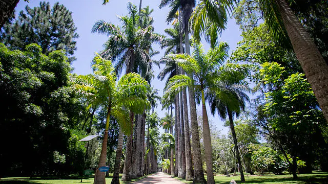 Trilha sombreada entre árvores no Jardim Botânico