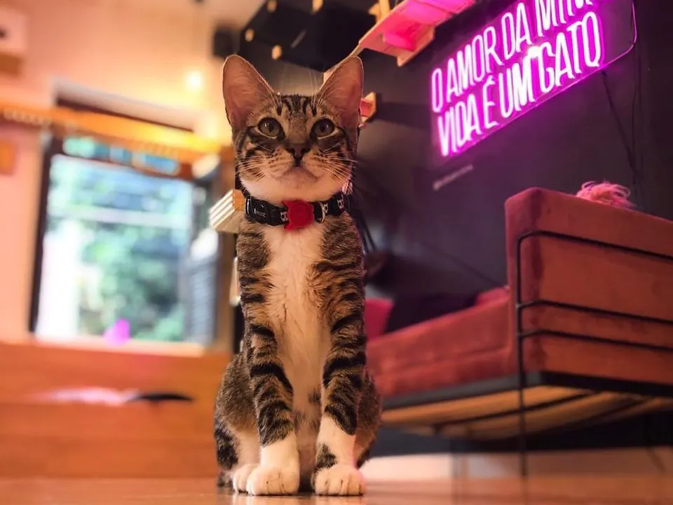 Gato Café — foto 5