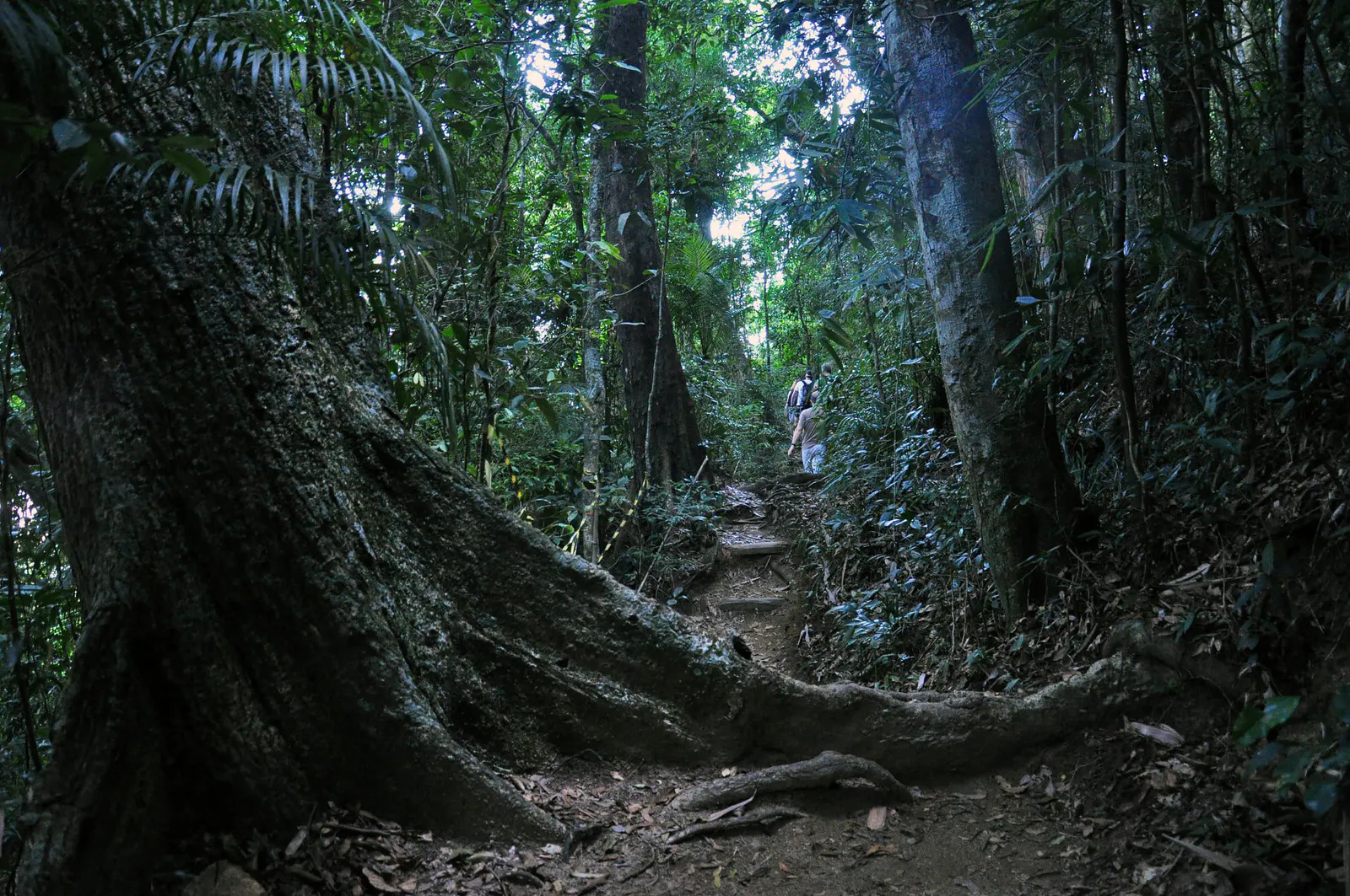 FLORESTA DA TIJUCA — Foto 2
