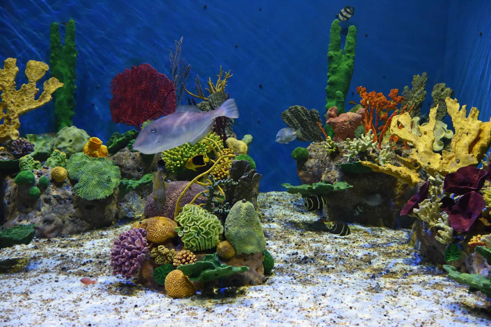 Aquarium des Flusses (AquaRio) — Foto 25