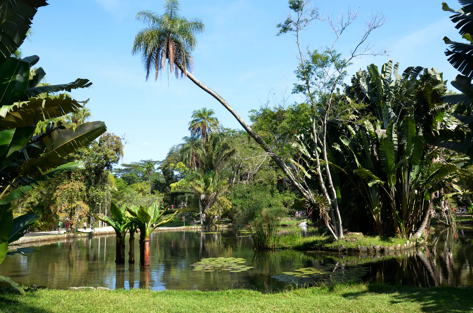 Jardim Botânico - photo 3
