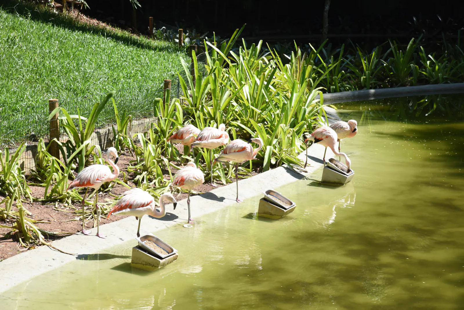 BioParque do Rio - Foto 8