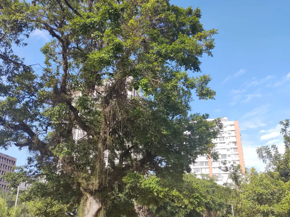 Praça Nossa Senhora da Paz — foto 8