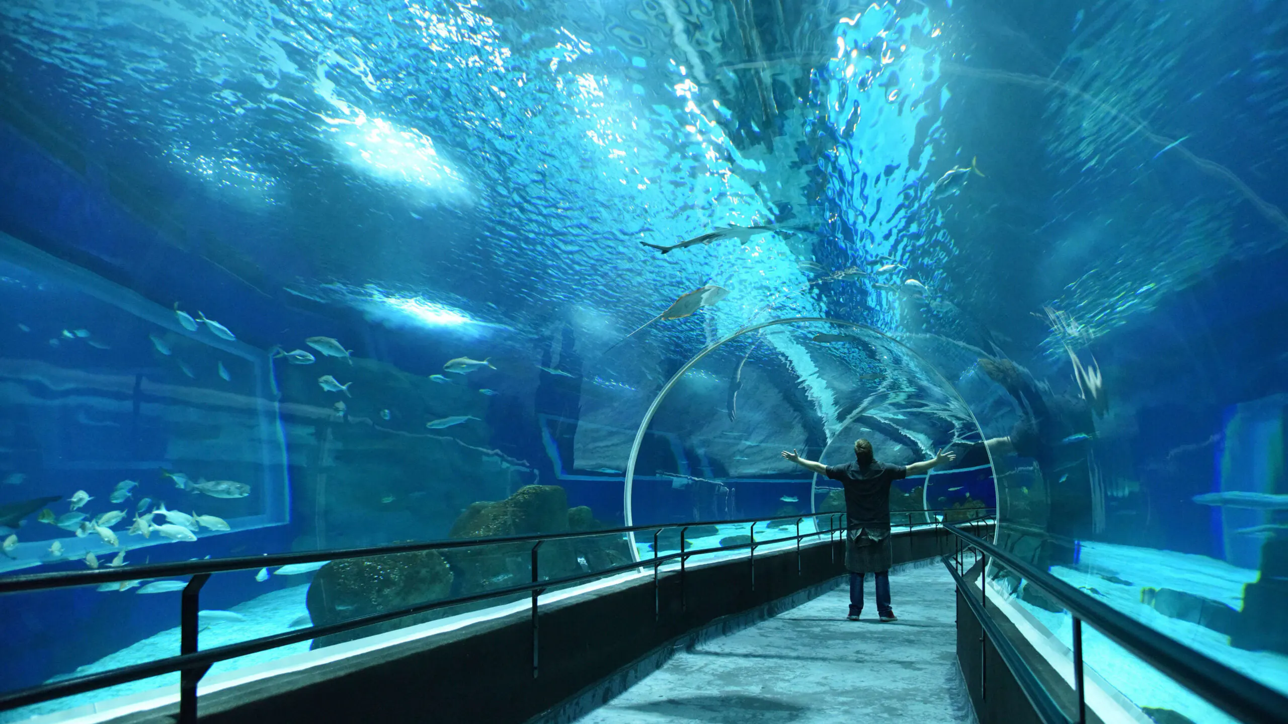 Blue Session in AquaRio